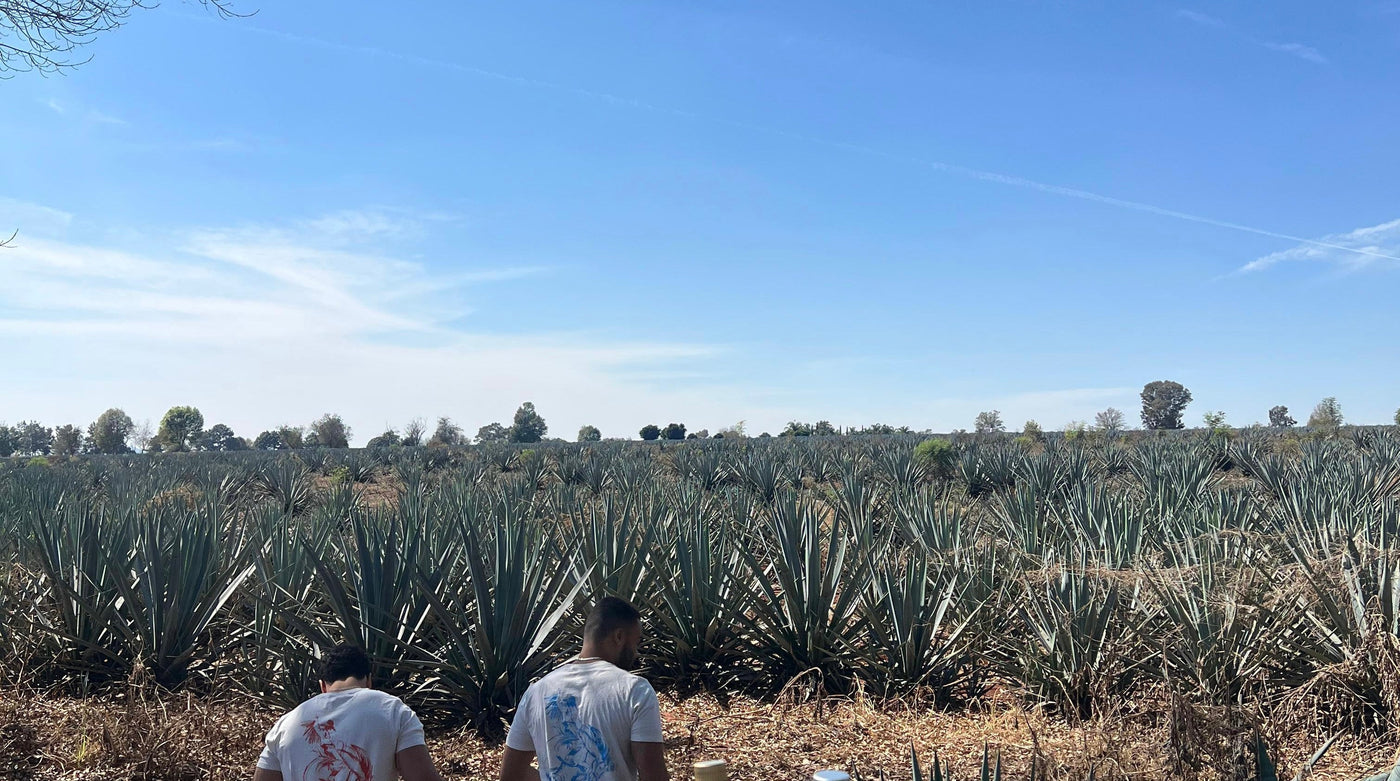 Why the Jalisco Highlands Make Better Tequila