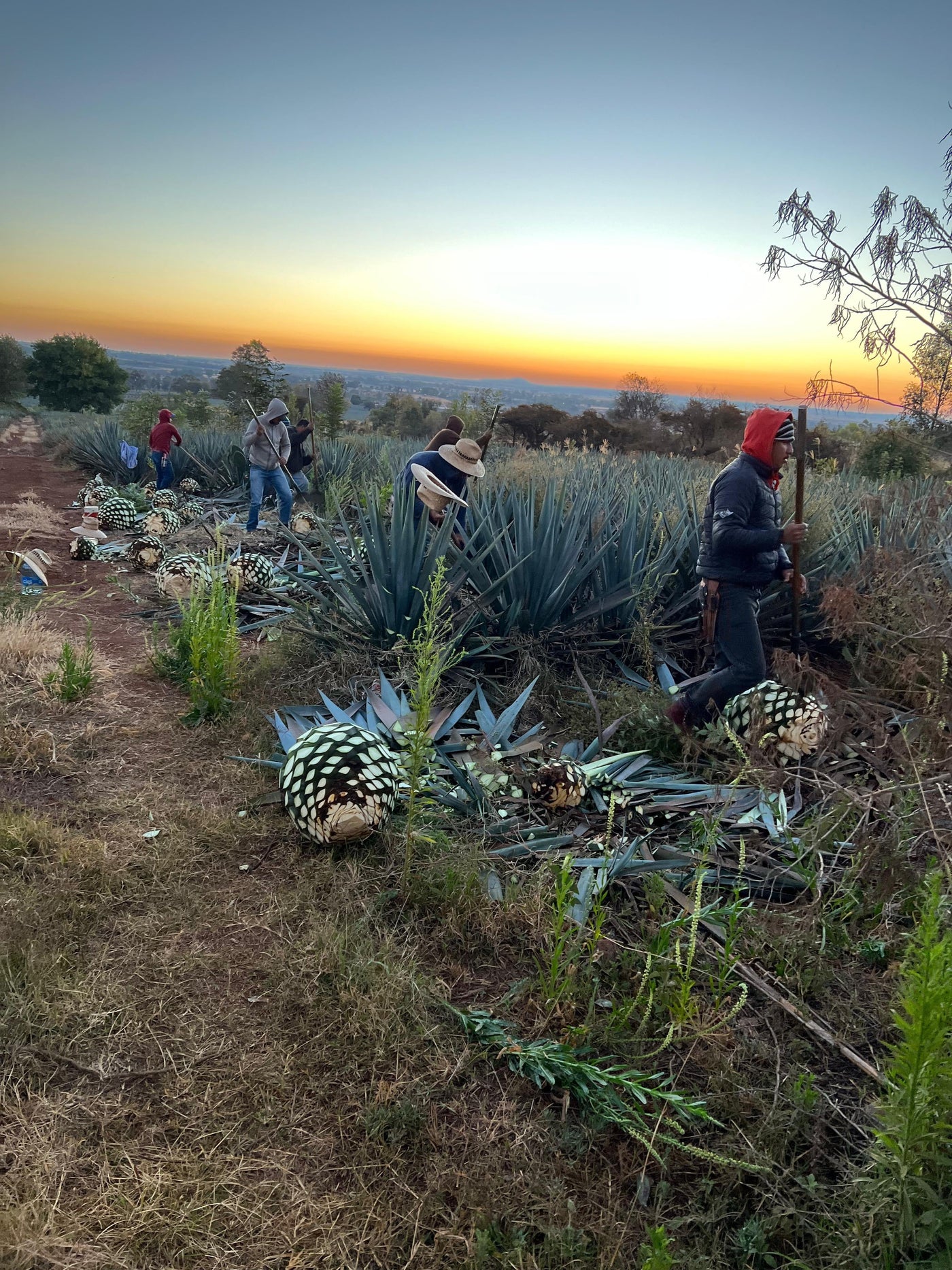 Why 100% Blue Agave Tequila Matters