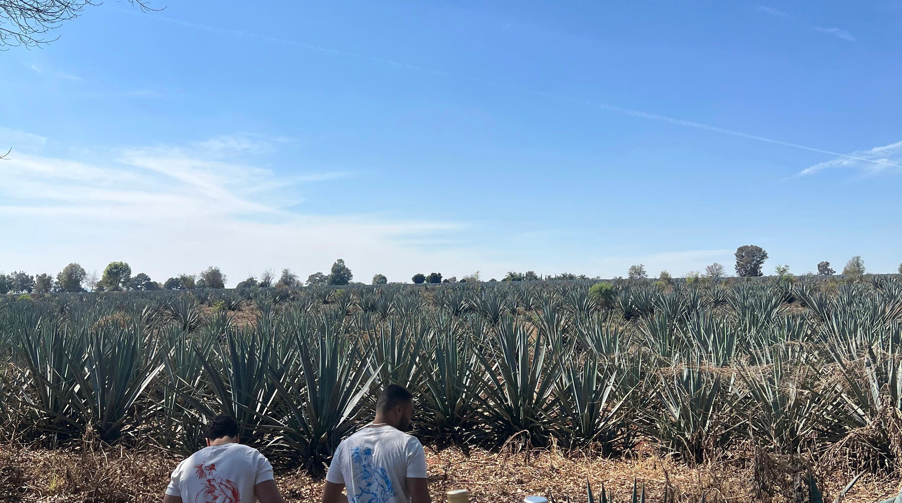Why the Jalisco Highlands Make Better Tequila