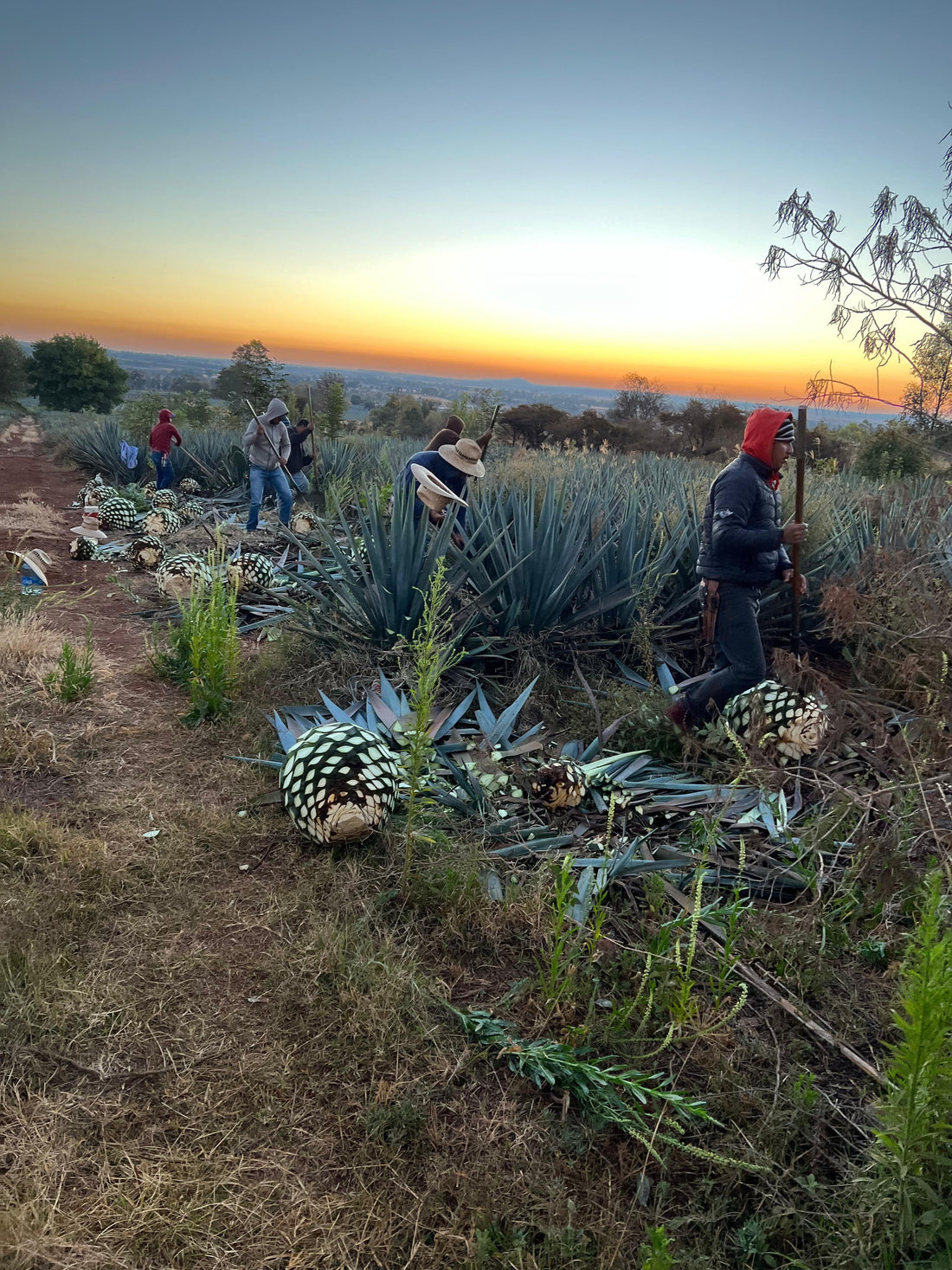 Why 100% Blue Agave Tequila Matters