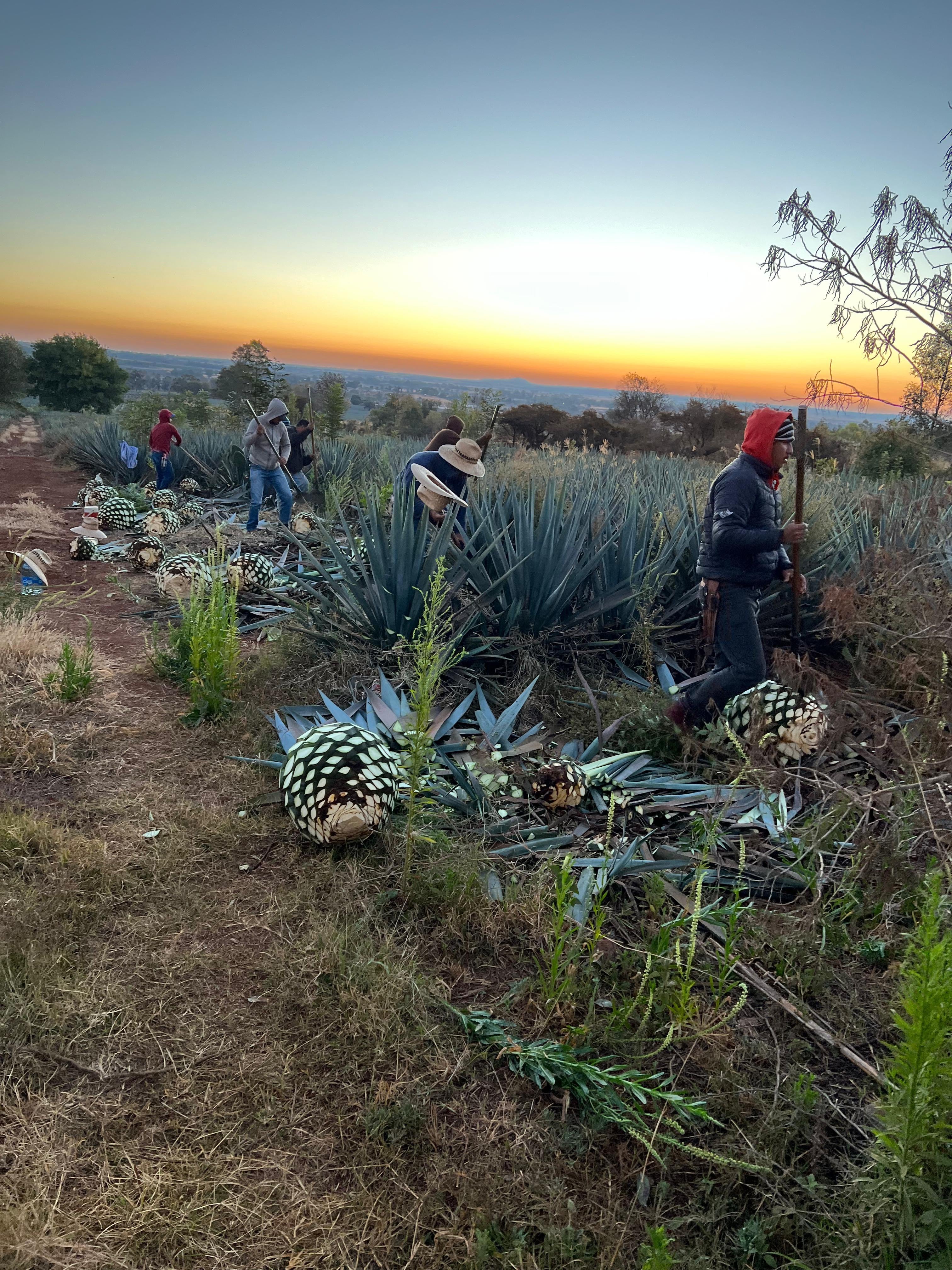 Why 100% Blue Agave Tequila Matters