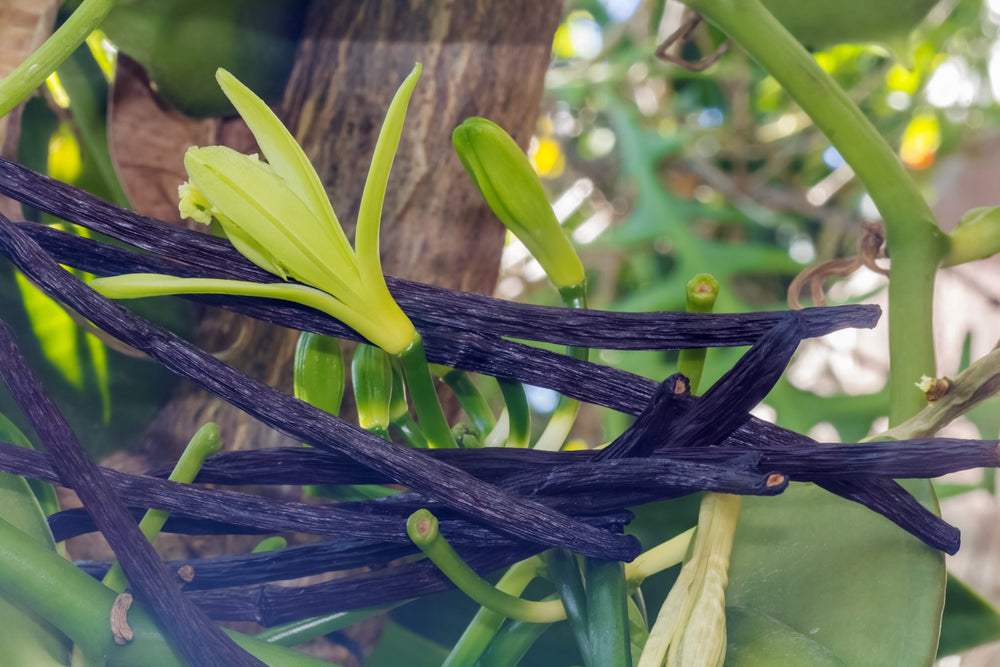 <p><strong>Vanilla</strong></p>